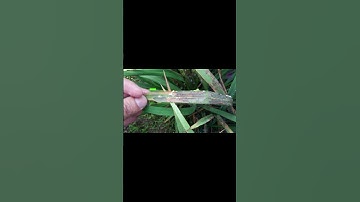 YOLOv12 for Automated Crop Disease Monitoring