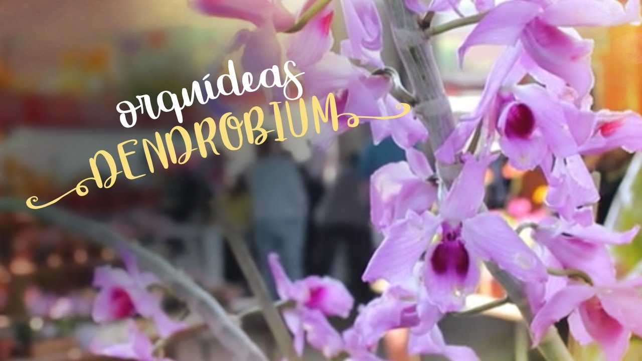 Como Cuidar de Orquídeas - Dendrobium para todos os gostos - thptnganamst.edu.vn