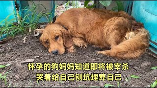 The pregnant golden retriever was rescued by the owner who sold dog meat to the restaurant, 800