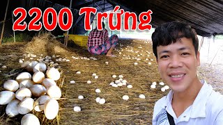 Những chú Vịt con nay cho hơn 2000 quả trứng | Lượm Trứng Vịt Chạy Đồng Ở Miền Tây