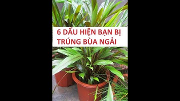 6 Dấu Hiệu Bạn Đang Bị Người Khác Bỏ Bùa - Tâm Linh Baduyvu