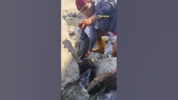 Cá Lớn - bắt Rô Phi Khủng trong kẽ đá 😱 #khacthuyvlogg