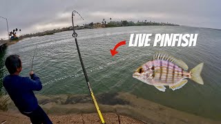 Bridge Fishing with LIVE BAIT! (Corpus Christi, Tx)