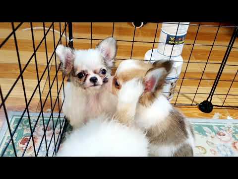 Video: Chải Lông Cho Chó Chihuahua