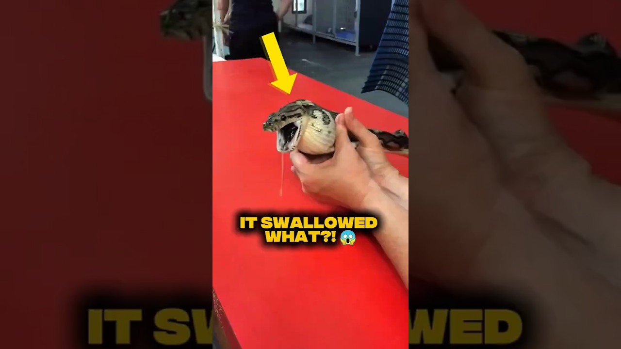 This Snake Thought It Was an Egg 