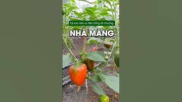 Tại sao nên ưu tiên trồng ớt chuông trong nhà màng?!? #hachi #vattuthuycanh