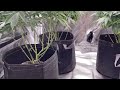 Why Fabric Pots are Better then Solid Planters