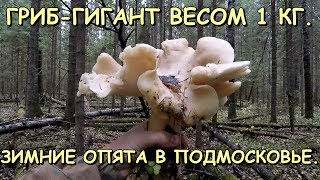 ГРИБ-ГИГАНТ ВЕСОМ 1 КГ !!! ЗИМНИЕ ОПЯТА В ПОДМОСКОВЬЕ. СБОР ГРИБОВ "ТИХАЯ ОХОТА". ГРИБ-ГИГАНТ ВЕСОМ 1 КГ !!! ЗИМНИЕ ОПЯТА В ПОДМОСКОВЬЕ. СБОР ГРИБОВ "ТИХАЯ ОХОТА".