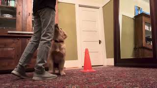 Fenzi-All the Sports-wk2-around cone2 by loresu1 8 views 4 months ago 55 seconds