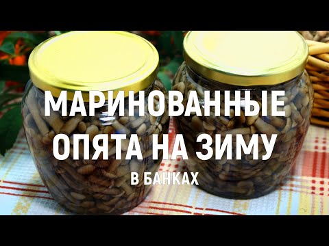 Маринованные опята на зиму в банках — обалденная закуска, проверенный годами рецепт вкусных опят