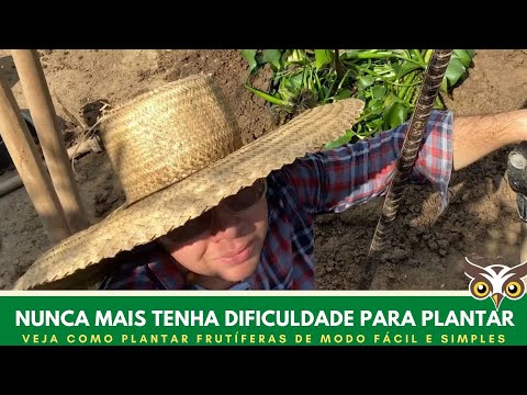 Vídeo: Plantando árvores frutíferas em sua casa de veraneio