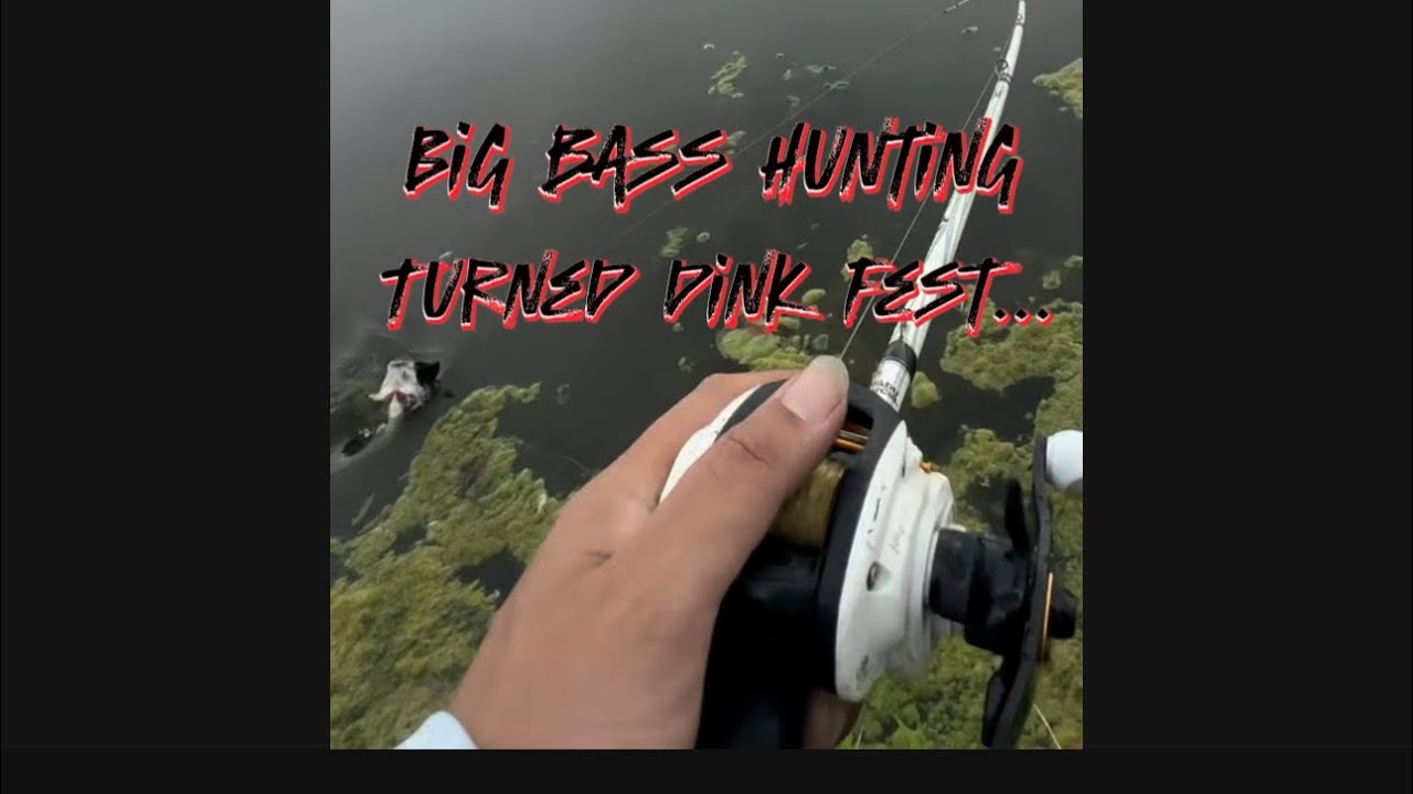Hunting for big bass turned dinkfest.