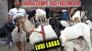 ETAWA GOATS, full stock of young males & heifers, quality selection ready to ship