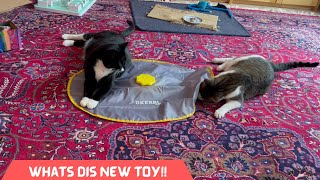 New Toy Challenge: Will These Cats Be Amused or Baffled? #cat #cats #catlife #cattoys