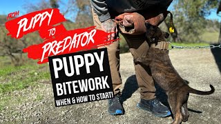 PUPPY BITE WORK: When and how to start!