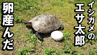 【イシガメ】エサ太郎が、卵を産んだぁ～！！！！！ by 秀峰ch 9,880 views 5 days ago 11 minutes, 22 seconds