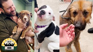 Our new rescues melted my heart, the transformation will be beautiful | Lee Asher