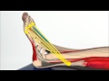 Levotape Kinesiology Tape - lymphatic drainage technique - ankle sprain