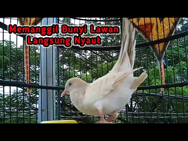 Pancingan perkutut putih gacor SUARA AMPUH Bikin Lawan Nyaut class=