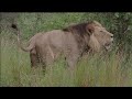 Male Lion roaring searching... south of Satara Camp H6 junction Kruger Park