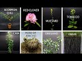 520 Days In 8 Minutes - Growing Plants Time Lapse Compilation #5