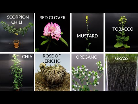 Growing Plants Time Lapse Compilation #5 - 520 Days In 8 Minutes
