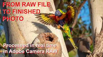 FROM RAW FILE TO FINISHED PHOTO - Processing my Rainbow Lorikeet photo using Adobe Camera RAW 2021