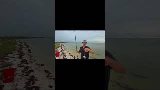 Monster Fish Next to Government Dock! #fishing #fish #florida