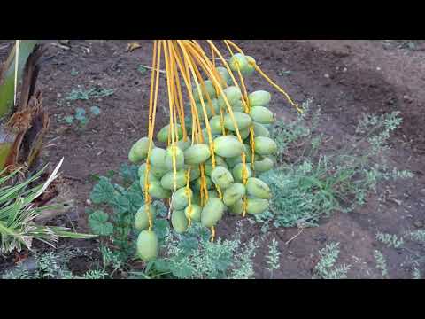 Medjool dates developing