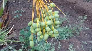 Medjool dates developing
