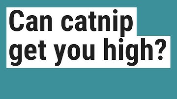 Can catnip get you high?