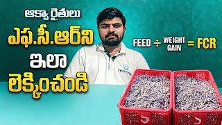 How to Calculate FCR in Aquaculture | Feed Conversion Ratio Guide