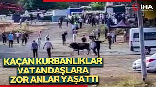 Kaçan Kurbanlıklar Vatandaşlara Zor Anlar Yaşattı