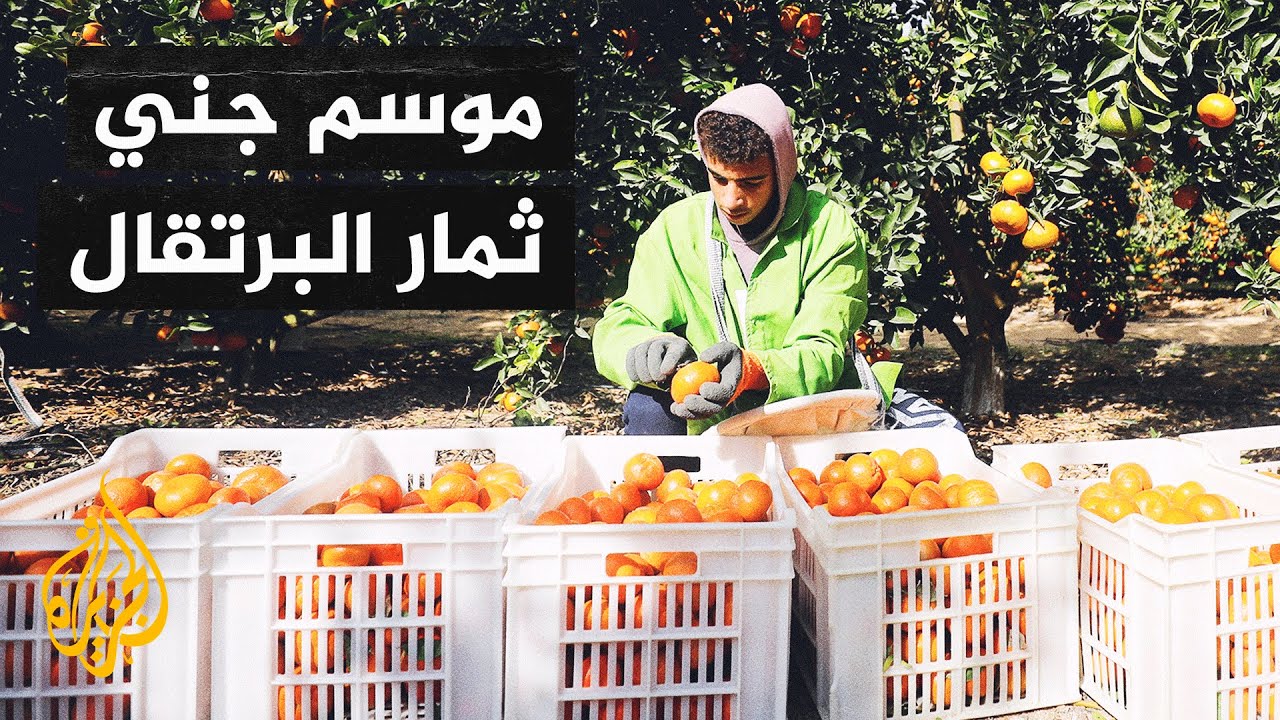 مصر.. بدء موسم حصاد البرتقال وتراجع في الإنتاج بسبب التغيرات المناخية