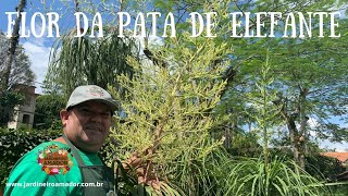 Como plantar pata de elefante - thptnganamst.edu.vn