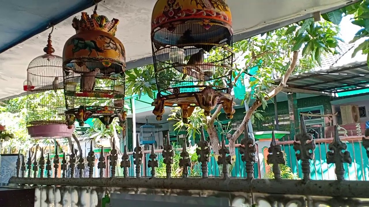 Perkutut Bangkok 