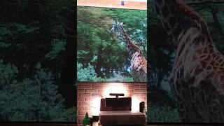 Crows1176 Dark Room On 4K P2 3K Vs 720P Christie Lw400 Cost 50 Fully Lit Environment