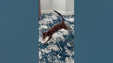 Crazy on catnip #catnip #cat #foryou #funny #cute #bengalcat #catvideos #viral #fyp #foryoupage