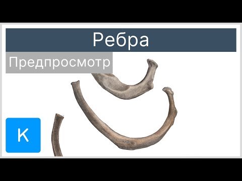 Ребра (предпросмотр) - Анатомия человека | Kenhub