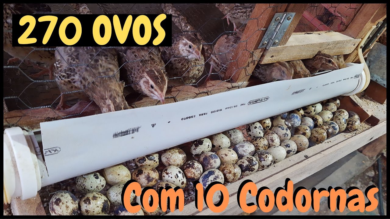 como ter MUITO OVO gastando apenas 20 Reias por mês #sustentabilidade @TILAPIAMinhaVida