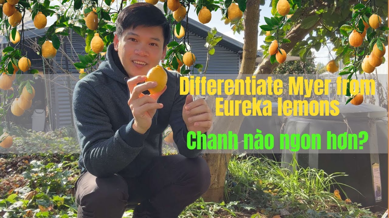 55.[Eng sub] Bí kiếp phân biệt chanh vàng Myer và Eureka: Chanh nào ngon? II Healing with nature