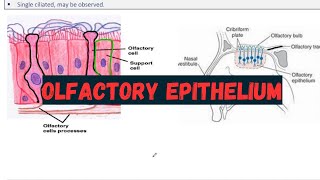 Olfactory Epithelium | Respiratory System | Histology