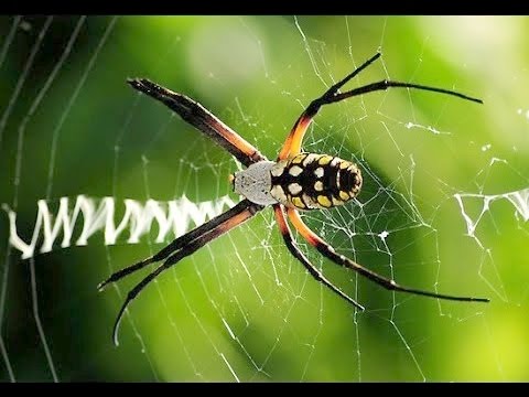 Video: Argiope aurantia anakula nini?