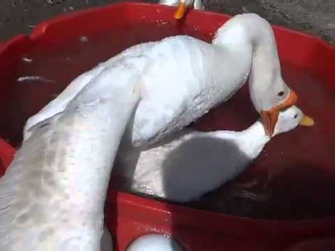 Vent Sexing Goslings; baby geese Vent Sexing Goslings; baby geese