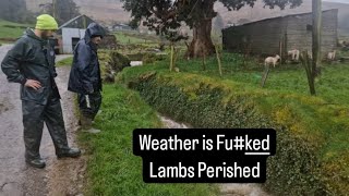 Weather is Fu#ked, Our lambs are all perished #farm #farming #cows #tractors #ireland #irish #sheep