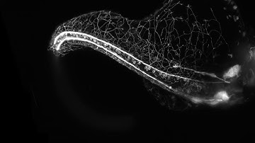 New Scientist   Growing nervous system in a zebrafish embryo   Facebook