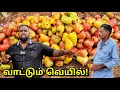        cashew farm tamil vlogs  alasteen rock