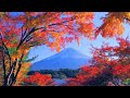 4K映像 絶景紅葉「富士山　富士河口湖紅葉まつり　もみじトンネル」autumn leaves japan 紅葉の名所 美しい四季 秋 山梨県南都留郡 富士河口湖町 11月中旬 絶景自然風景 8K撮影