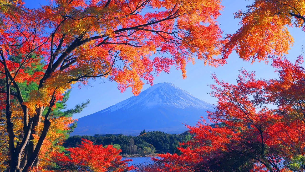「河口湖の紅葉」 4K映像 絶景紅葉「富士山 富士河口湖紅葉まつり もみじトンネル