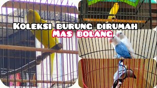 BEBERAPA KENARI & BURUNG KOLEKSI MAS BOLANG - HARGA KENARI TERBARU 2021